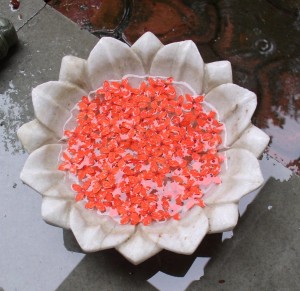 lotus lotus