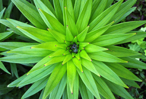 green_blast